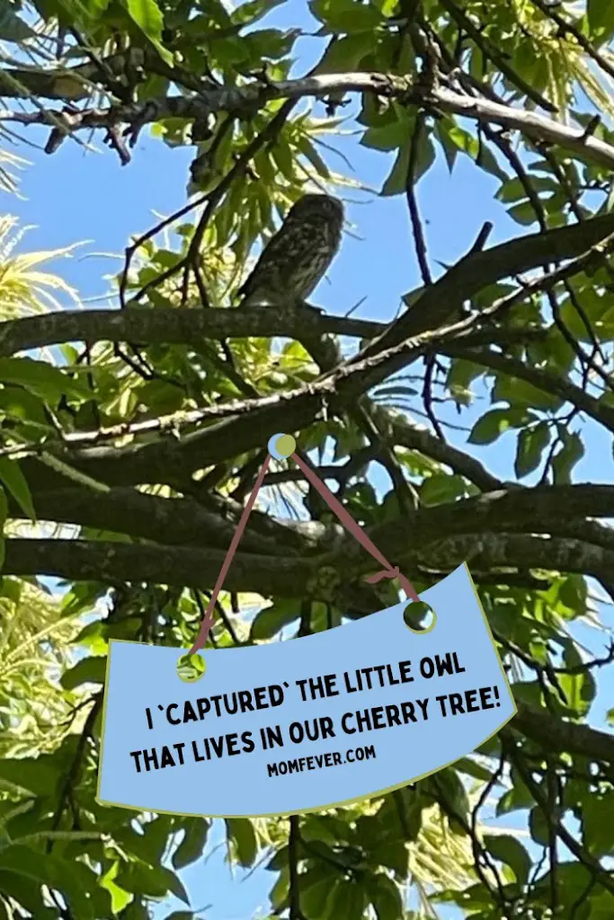 I ‘captured’ the little owl that lives in our garden!